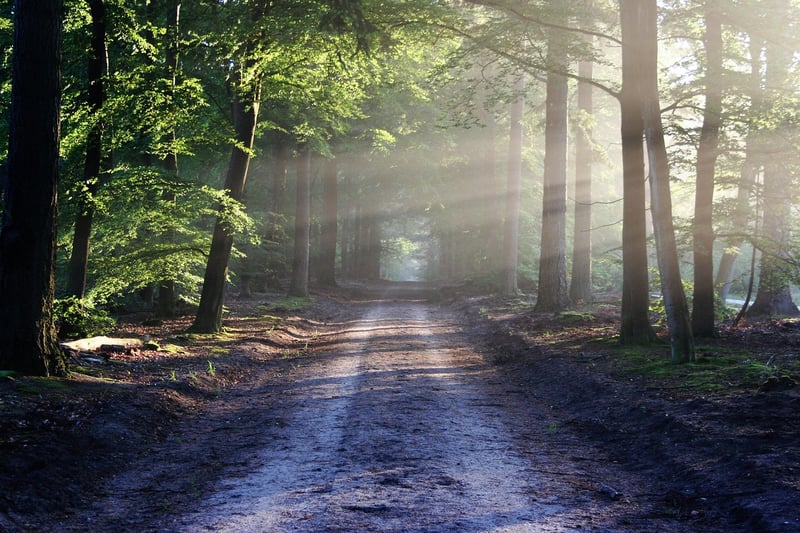 Woodland veils